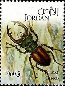 Stag Beetle (Lucanus sp.)