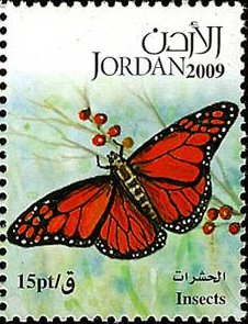 Monarch Butterfly (Danaus plexippus)