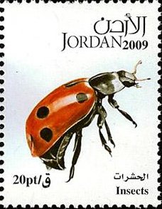 Seven-Spot Ladybird (Coccinella septempunctata)