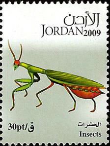 Mantis (Mantis sp.)