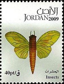 Moth