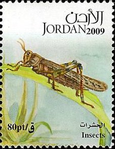 Grashopper