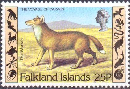Warrah (Dusicyon australis)