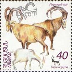 Wild Goat (Capra aegagrus)