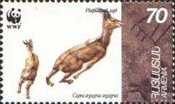 Bezoar Ibex (Capra aegagrus aegagrus)