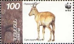 Stamp, Bezoar Ibex (Capra aegagrus aegagrus), Armenia,  , Mammals, Goats, WWF, Animals (Fauna)