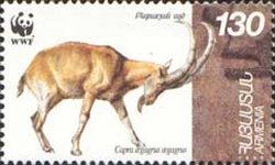 Bezoar Ibex (Capra aegagrus aegagrus)