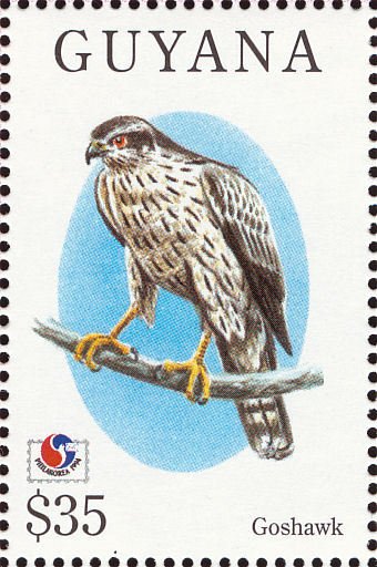 Northern Goshawk (Accipiter gentilis)