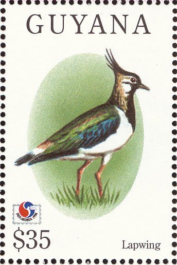 Northern Lapwing (Vanellus vanellus)