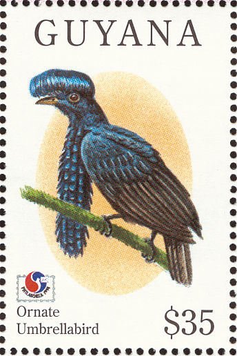 Long-wattled Umbrellabird (Cephalopterus penduliger)