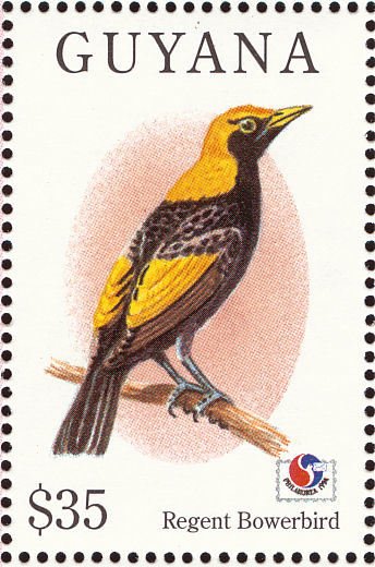 Regent Bowerbird (Sericulus chrysocephalus)