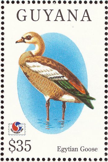 Egyptian Goose (Alopochen aegyptiaca)