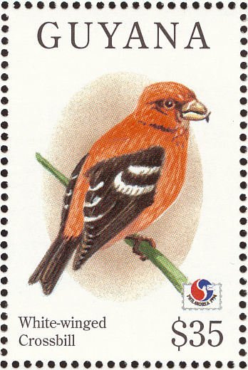 Two-barred Crossbill (Loxia leucoptera)