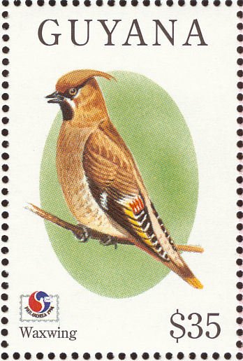 Bohemian Waxwing (Bombycilla garrulus)