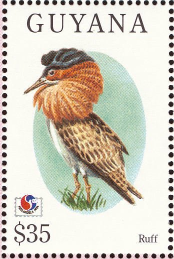 Ruff (Philomachus pugnax)