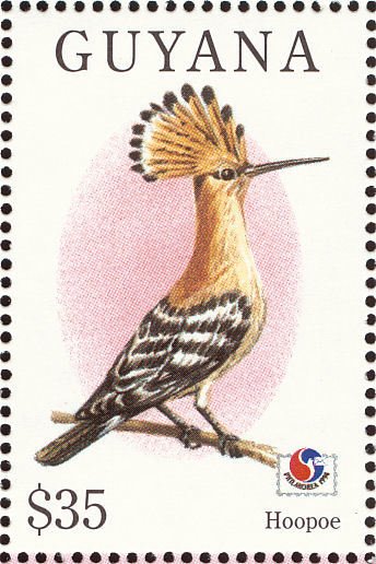 Eurasian Hoopoe (Upupa epops)