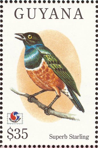Superb Starling (Lamprotornis superbus)