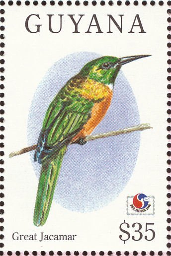 Great Jacamar (Jacamerops aureus)