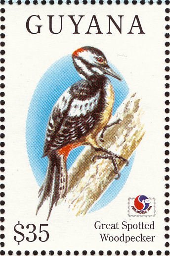 Great Spotted Woodpecker (Dendrocopos major)