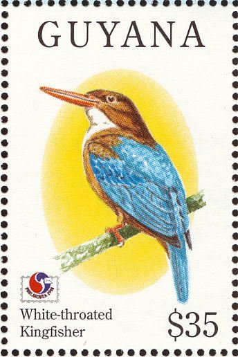 White-throated Kingfisher (Halcyon smyrnensis)