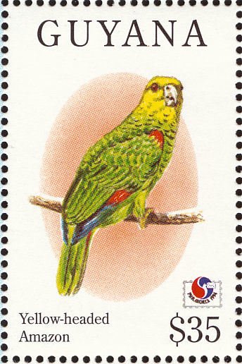 Yellow-headed Amazon (Amazona oratrix)