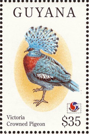 Victoria Crowned Pigeon (Goura victoria)