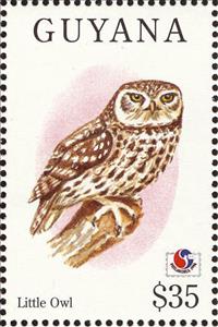 Stamp, Little Owl (Athene noctua), Guyana,  , Birds, Philatelic Exhibitions, Animals (Fauna)