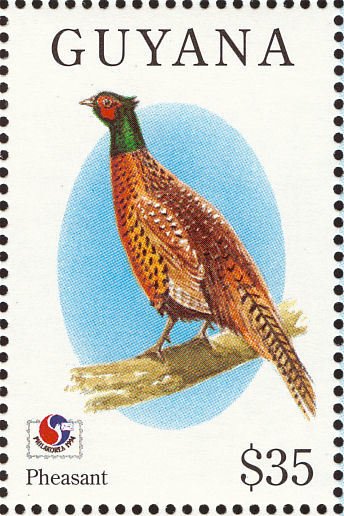 Common Pheasant (Phasianus colchicus)