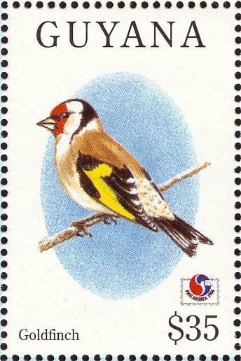 European Goldfinch (Carduelis carduelis)