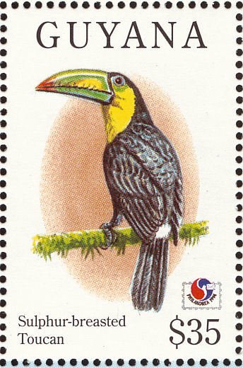 Keel-billed Toucan (Ramphastos sulfuratus)