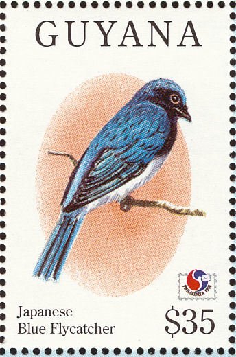 African Blue-Flycatcher (Erannornis longicauda)