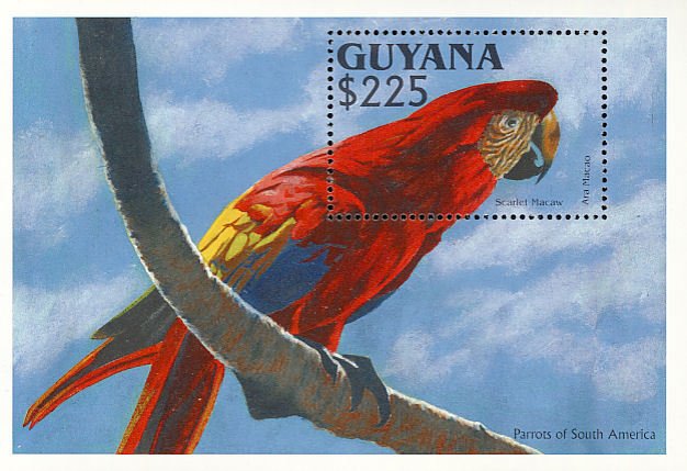 Scarlet Macaw (Ara macao)