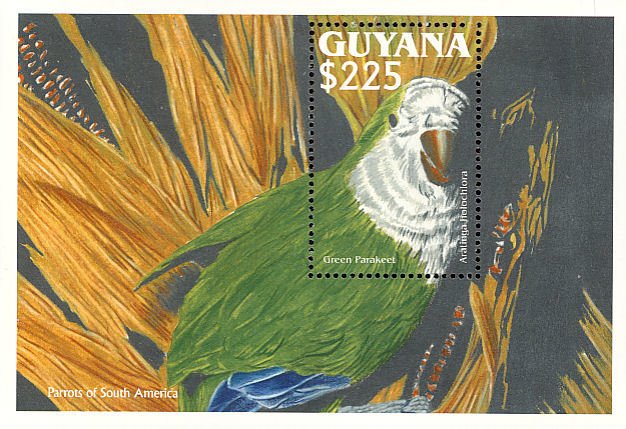 Monk Parakeet (Myiopsitta monachus)