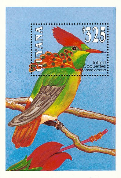 Tufted Coquette (Lophornis ornata)