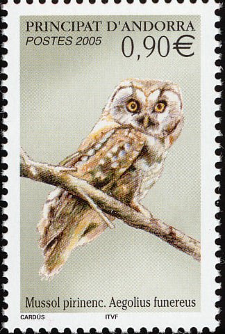 Boreal Owl (Aegolius funereus) 