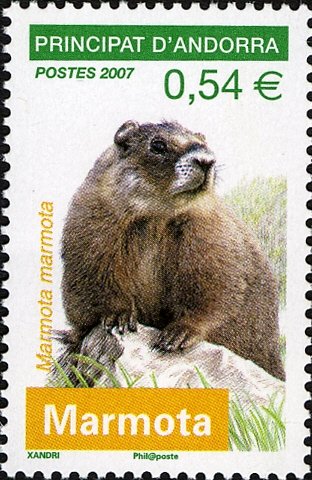 Marmot (Marmotus marmotus) 