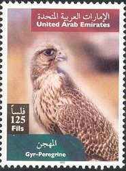 Hybrid of Peregrine and Gyrfalco (Falco sp.)