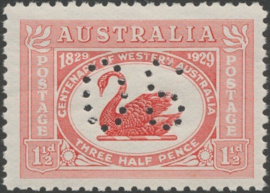Black Swan (Cygnus atratus), perforated OS