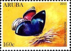 89 Butterfly (Diaethria neglecta)