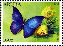 Aega Morpho (Morpho aega)