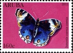 Common Buckeye (Junonia coenia coenia)