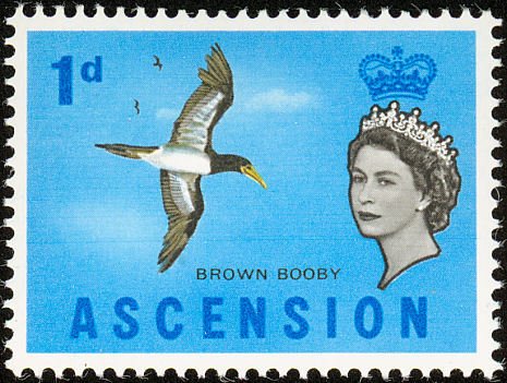 Brown Booby (Sula leucogaster)