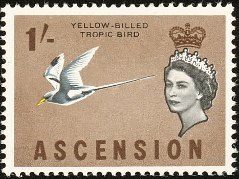 White-tailed Tropicbird (Phaethon lepturus)