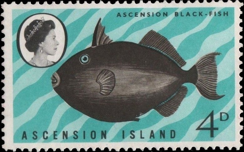 Black Triggerfish  (Melichthys ringens) 
