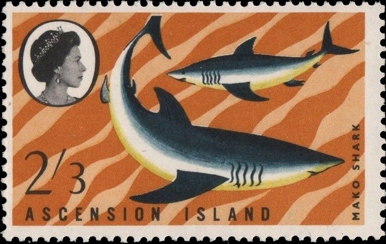 Shortfin Mako Shark (Isurus oxyrinchus) 