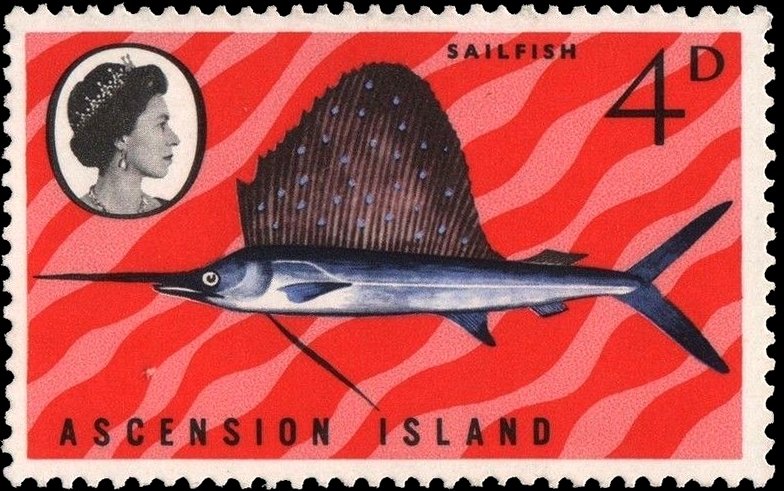 Atlantic Sailfish (Istiophorus albicans) 