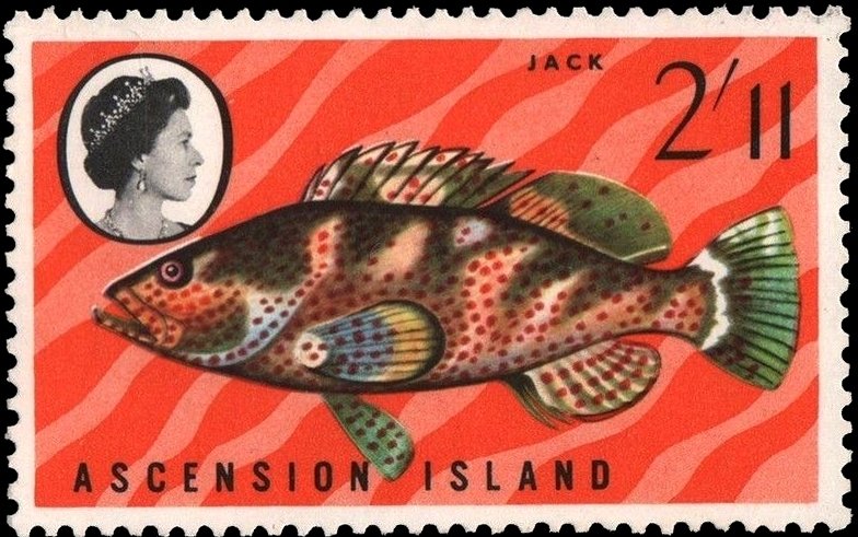 Rock Hind (Epinephelus adscensionis) 