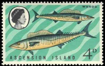 Wahoo (Acanthocybium solandri)