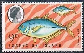 Black Jack (Caranx ascensionis)