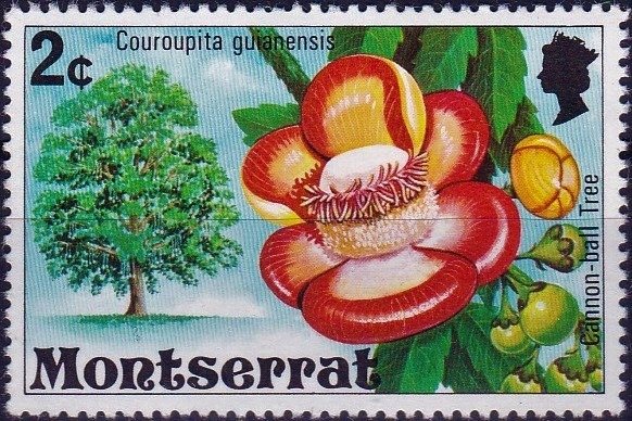 Cannonball tree